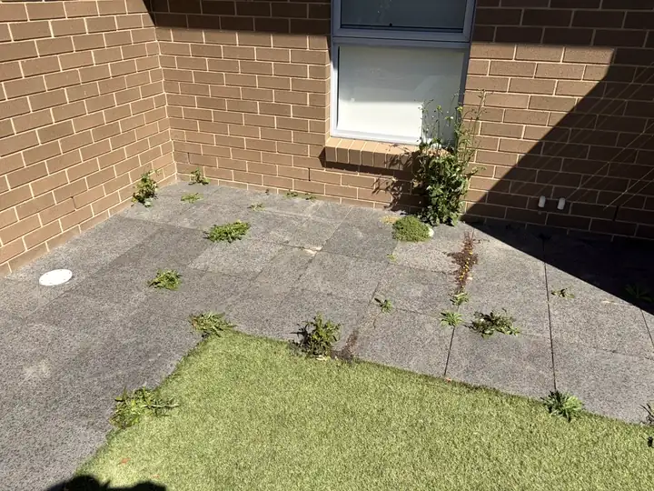 Before: weeds growing between courtyard pavers