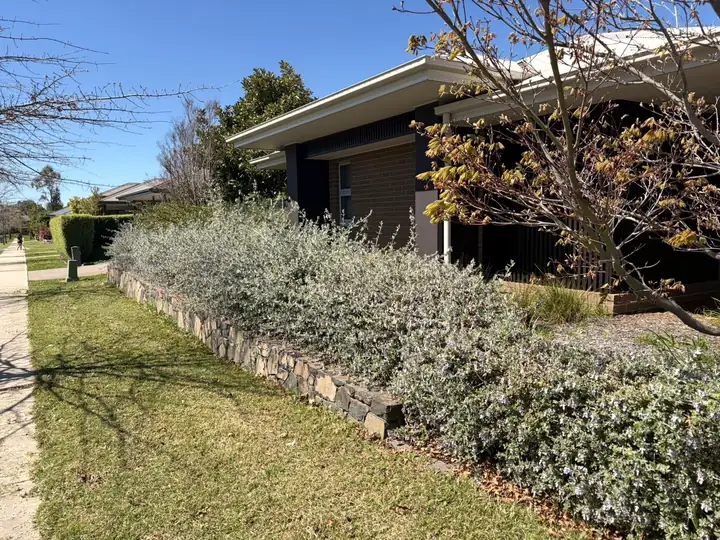 Before: long lawn and untrimmed hedge beside a path
