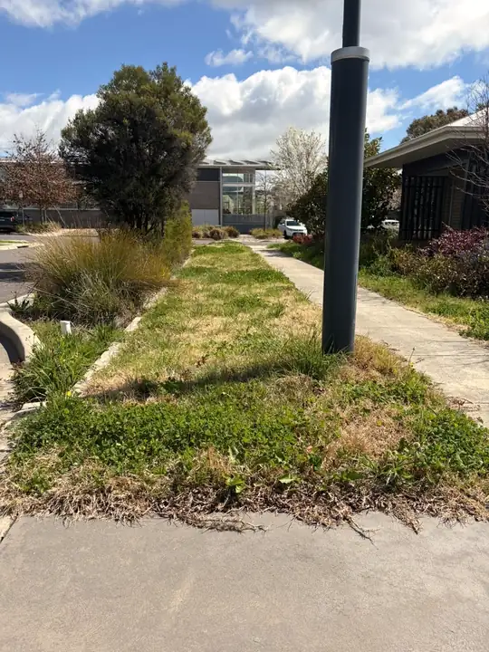 Before: commercial verge and garden beds overgrown