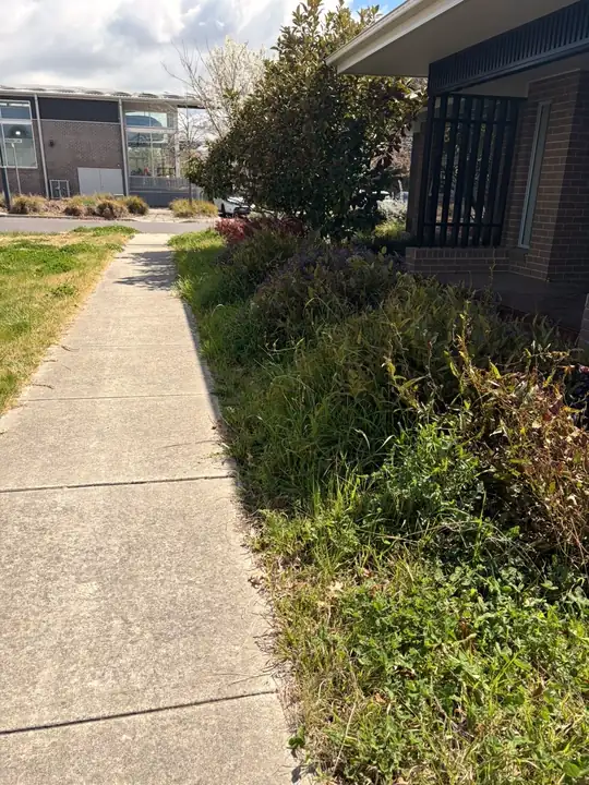 Before: commercial pathway garden overgrown